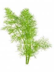 finocchio-selvatico-wild-fennel