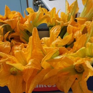 Fiori-di-Zucca-fiori-di-zucca