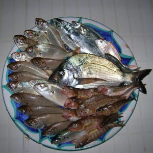 Fresh-Fish-1