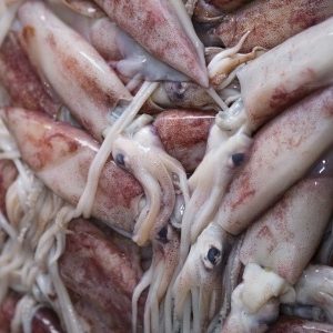 Introduction to Squid-Calamari – Sicilian Cooking