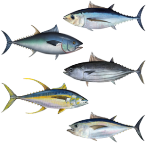 Tuna_assortment-300x300