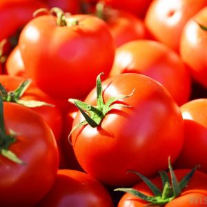 group-of-red-tomatoes