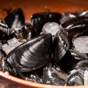 mussels - introduction