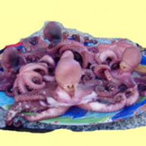 octopus-in-tray-300x300